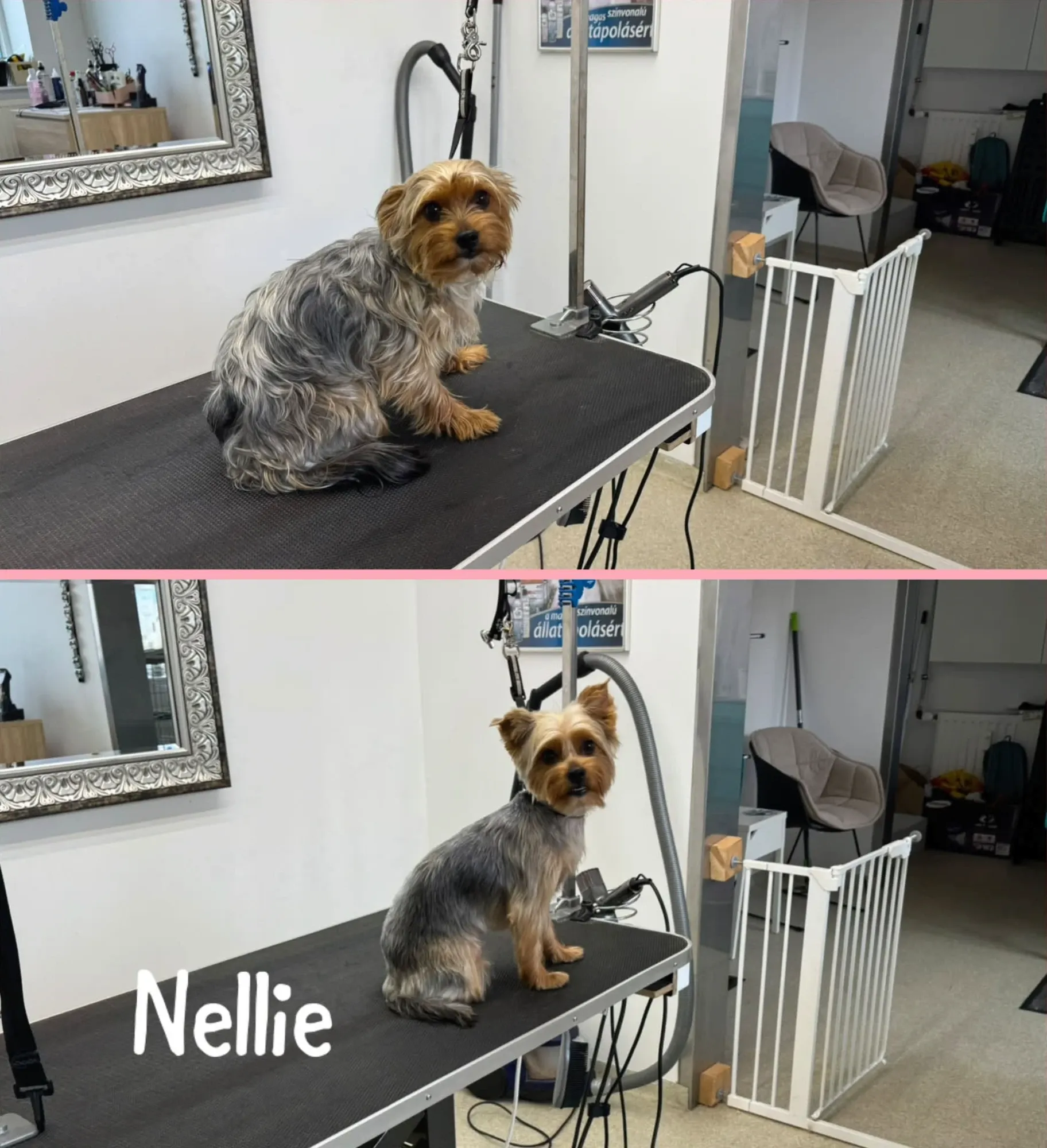 Nellie, en yorkshire terrier, før og efter en komplet behandling